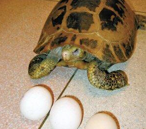经期能吃乌龟蛋吗